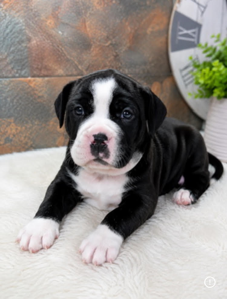 Du Domaine de Bealain - Chiots disponibles - Bulldog continental