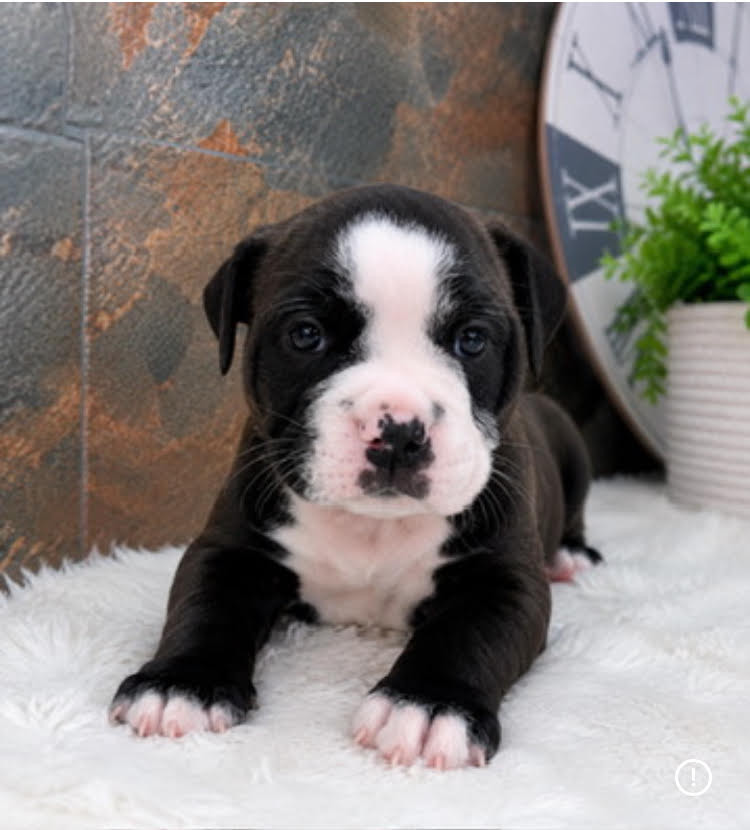 Du Domaine de Bealain - Chiots disponibles - Bulldog continental