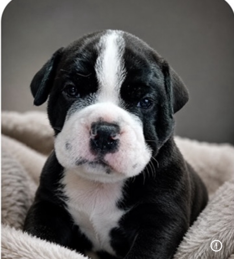 Du Domaine de Bealain - Chiots disponibles - Bulldog continental