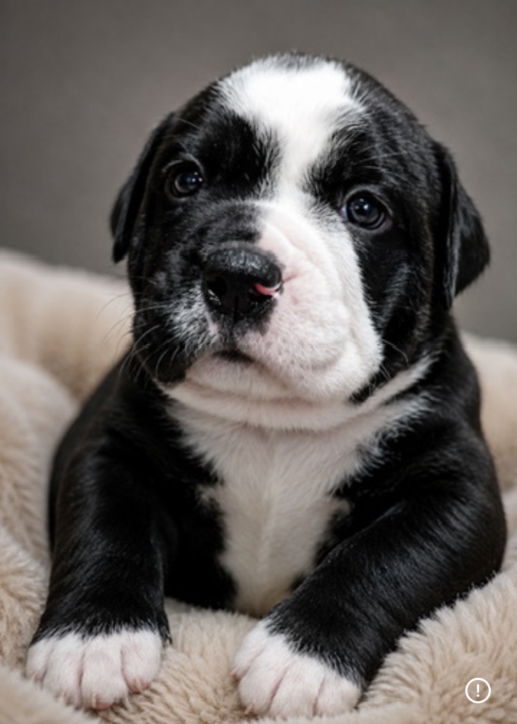 Du Domaine de Bealain - Chiots disponibles - Bulldog continental