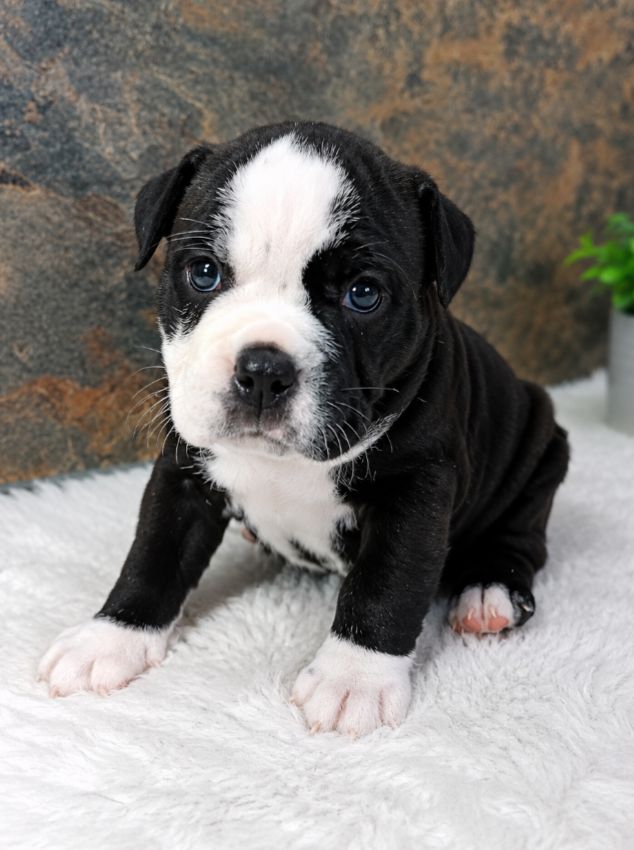 Du Domaine de Bealain - Chiots disponibles - Bulldog continental